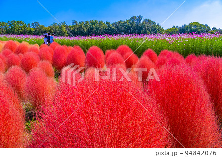 万博公園のコキアとコスモス 94842076