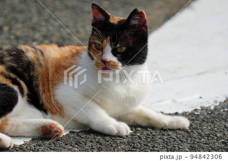 舌を出して寝転ぶ猫 94842306