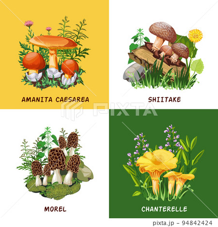 Wild Mushrooms 2x2 Design Concept 94842424