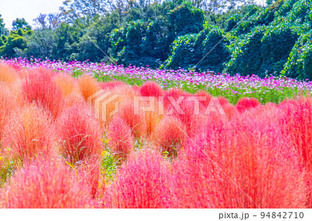 万博公園のコキアとコスモス 94842710