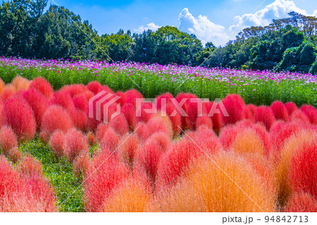 万博公園のコキアとコスモス 94842713