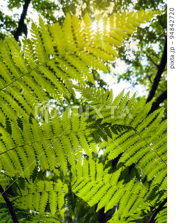 Green Fern leaf under the morning sunlight. Green Fern leaf under the morning sunlight. 94842720