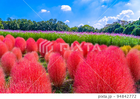 万博公園のコキアとコスモス 94842772