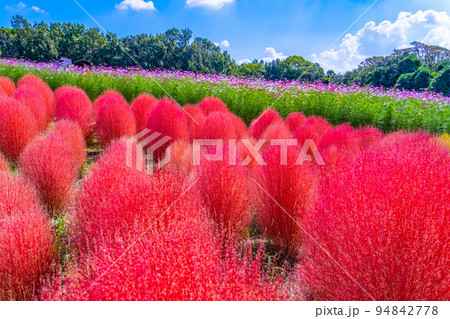 万博公園のコキアとコスモス 94842778