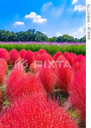万博公園のコキアとコスモス 94842779