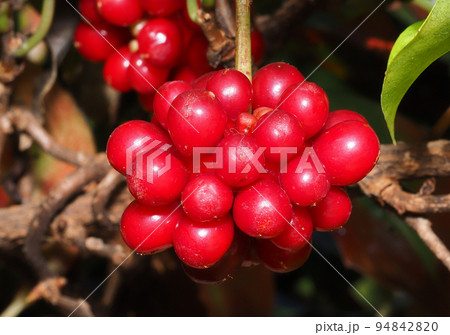 サネカズラの実 サネカズラの実 94842820