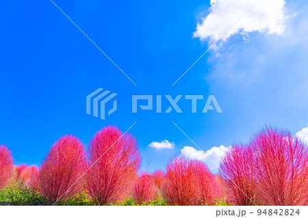万博公園のコキア 94842824