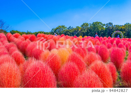 万博公園のコキア 94842827