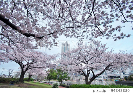 桜満開みなとみらい 94842880