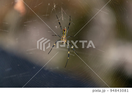 巣を張るジョロウグモ 94843081