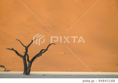 デッドフレイ 94843188