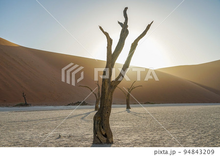 デッドフレイ 94843209