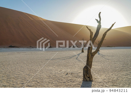 デッドフレイ 94843211