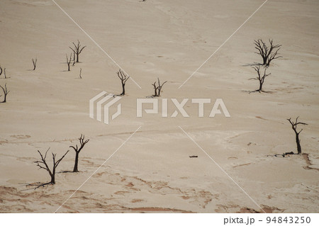 デッドフレイ 94843250