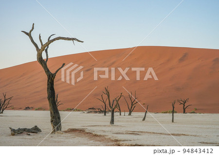 デッドフレイ 94843412