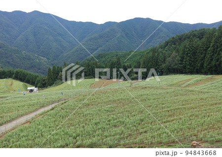 島ヶ峰のソバ畑 94843668