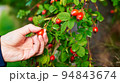 Red rose hips on a bush with green leaves. 94843674
