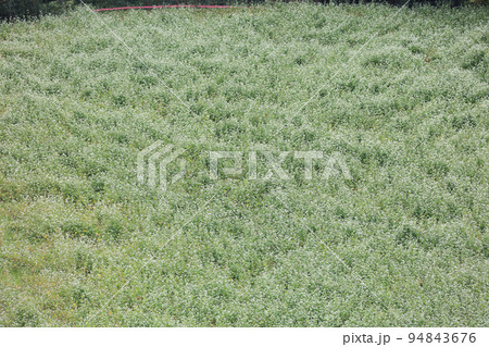 満開のソバ畑 94843676