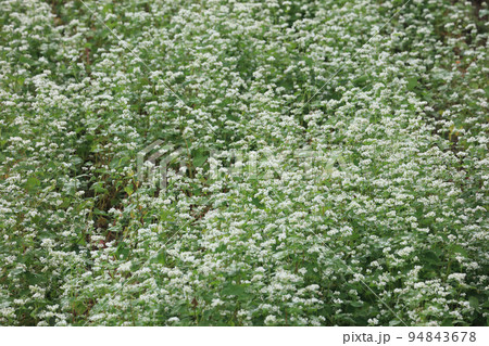 満開のソバ畑 満開のソバ畑 94843678