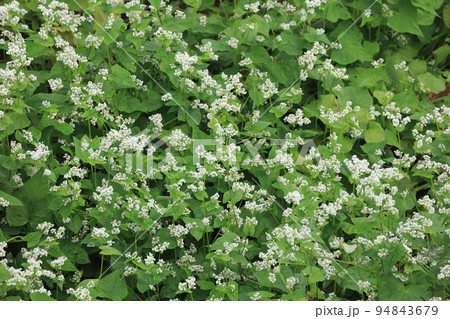 ソバの花 ソバの花 94843679