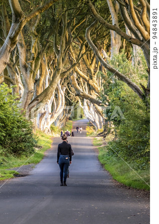 The Dark Hedges tree tunnel in Ballymoney, Northern Ireland 94843891