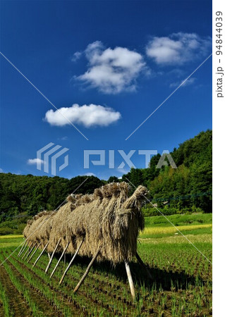2022日本で一番幸せな町に選ばれた埼玉県鳩山町の青空に白い曇が浮かぶ秋晴れの稲架掛け風景 94844039