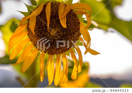 晩夏、真夏日の向日葵 晩夏、真夏日の向日葵 94844333