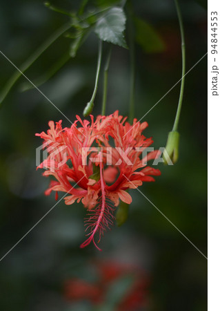 フウリンブッソウゲの花1 94844553