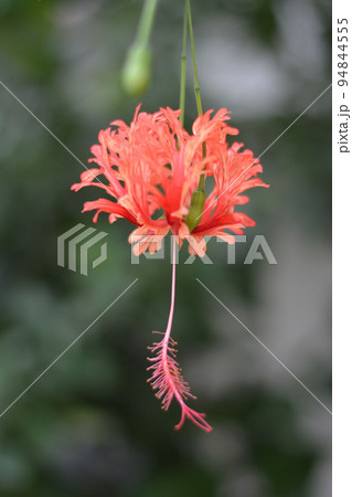 フウリンブッソウゲの花2 94844555