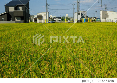 稲穂(にこまる)収穫までもう少し 稲穂(にこまる)収穫までもう少し 94844640