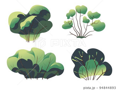Bush or plant with foliage and branches in park 94844893
