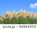 秋空に靡くパンパスグラス 94844950