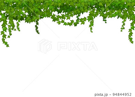 Ivy liana with green leaves, tropical vine branches of forest plant thickets, vector frame. Tropic rainforest liana branches with green leaves, forest or garden ivy thicket border 94844952