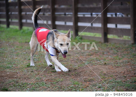 歩く犬　MIX 94845016