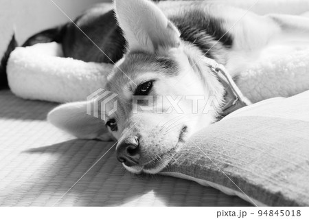 まどろむ犬　MIX 94845018