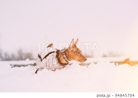 Young Funny Dog Red Brown Miniature Pinscher Pincher Min Pin Playing And Running Outdoor In Snow, Winter Season. Pet Concept. Pinscher On Winter Walk Young Funny Dog Red Brown Miniature Pinscher Pincher Min Pin Playing And Running Outdoor In Snow, Winter Season. Pet Concept. Pinscher On Winter Walk 94845704