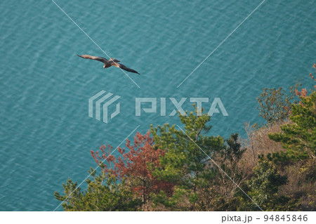《岡山県》瀬戸内海国立公園 夕立受山で見かけた鳥 94845846