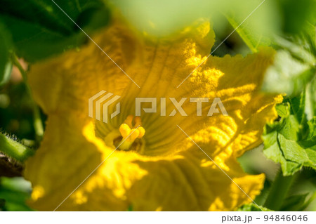 朝日の当たる南瓜の花 朝日の当たる南瓜の花 94846046