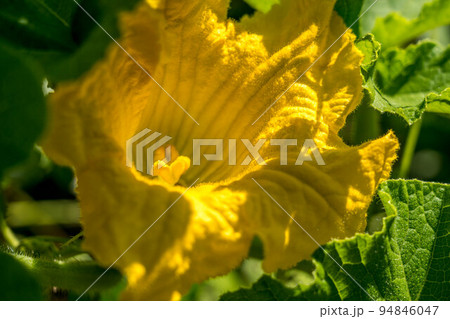 朝日の当たる南瓜の花 94846047