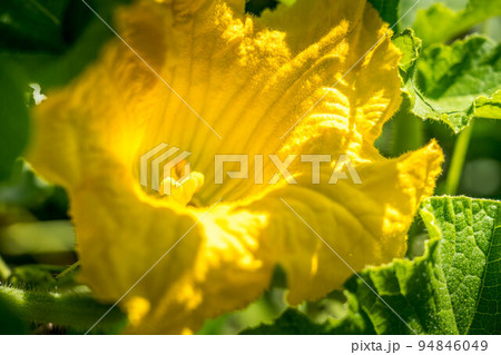 朝日の当たる南瓜の花 朝日の当たる南瓜の花 94846049