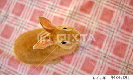 うさぎ 94846895