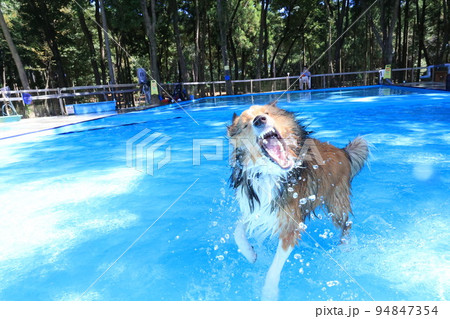水遊びしてるシェルティ 水遊びしてるシェルティ 94847354