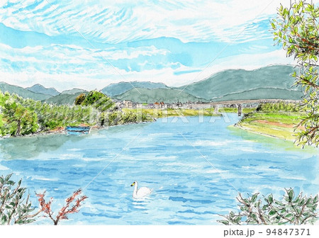 秋の佐波川で泳ぐ一羽の白鳥 94847371