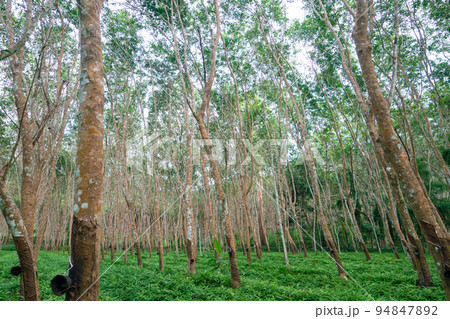 Green para rubber tree forest with green grass Green para rubber tree forest with green grass 94847892