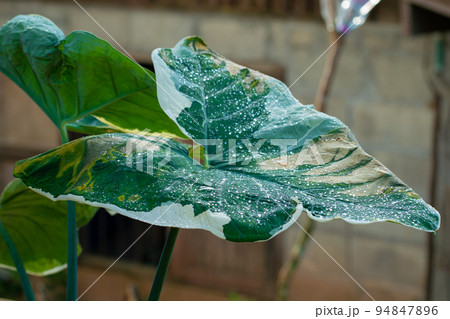 Green caladium texture ropical south american plant of the arum family, which is cultivated for its brilliantly colored 94847896