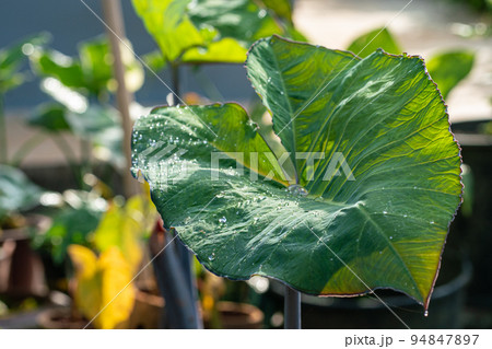 Green caladium texture ropical south american plant of the arum family, which is cultivated for its brilliantly colored 94847897