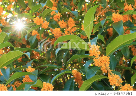 太陽の光とキンモクセイ 太陽の光とキンモクセイ 94847961
