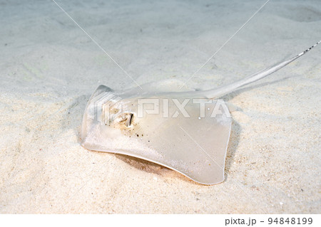 ヤッコエイ 94848199