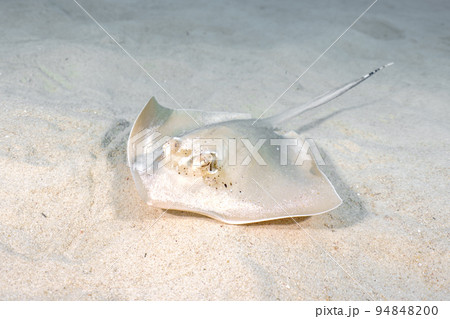 ヤッコエイ ヤッコエイ 94848200