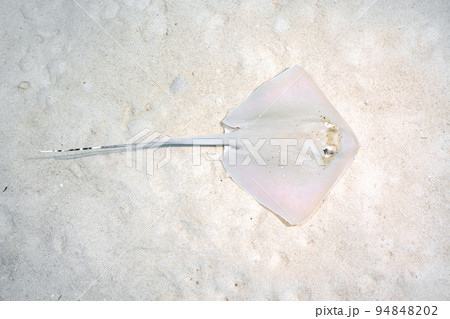 ヤッコエイ 94848202